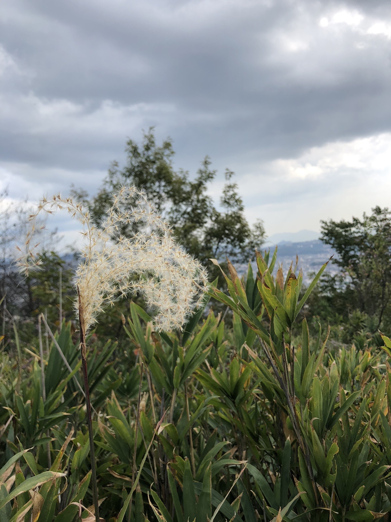 ウォーキング 10 14 Namekoさんの蔵王山 広島県福山市 の活動日記 Yamap ヤマップ