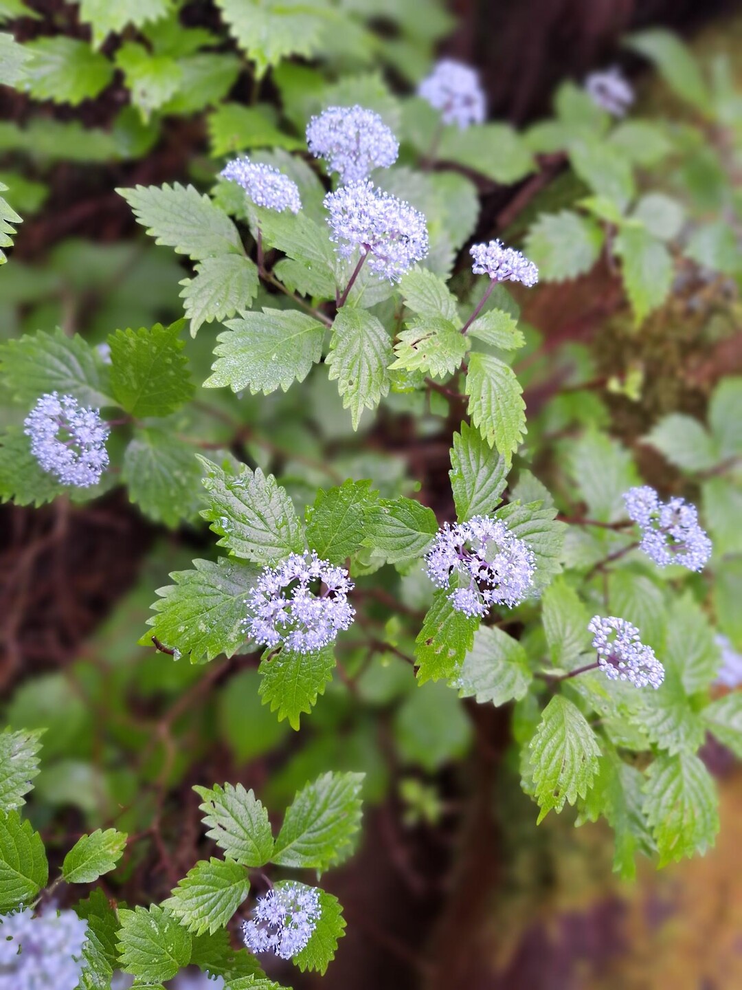 杉平山・学能堂山 / ひめさんの三峰山・学能堂山・栗ノ木岳の活動データ YAMAP / ヤマップ