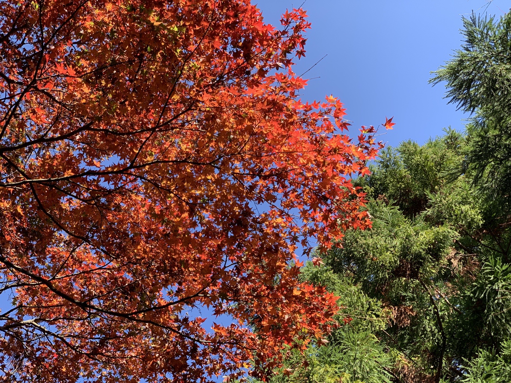紅葉 吉野山ステーキランチ Keiichi Toyotaさんの吉野山 青根ヶ峰 百貝岳の活動データ Yamap ヤマップ