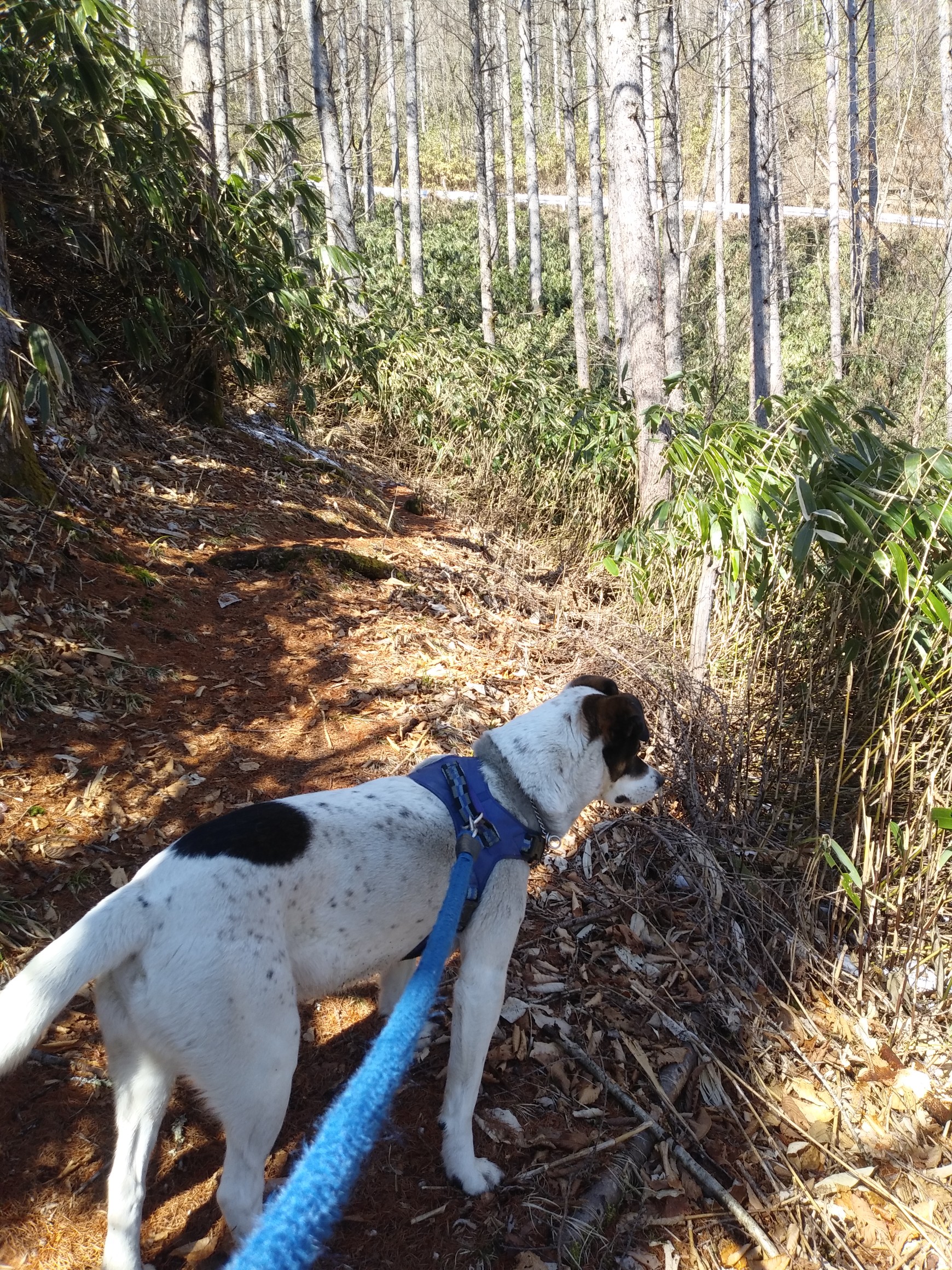 高嶺山 長者峰 02 11 はいじさんの高嶺山 長者峰の活動日記 Yamap ヤマップ