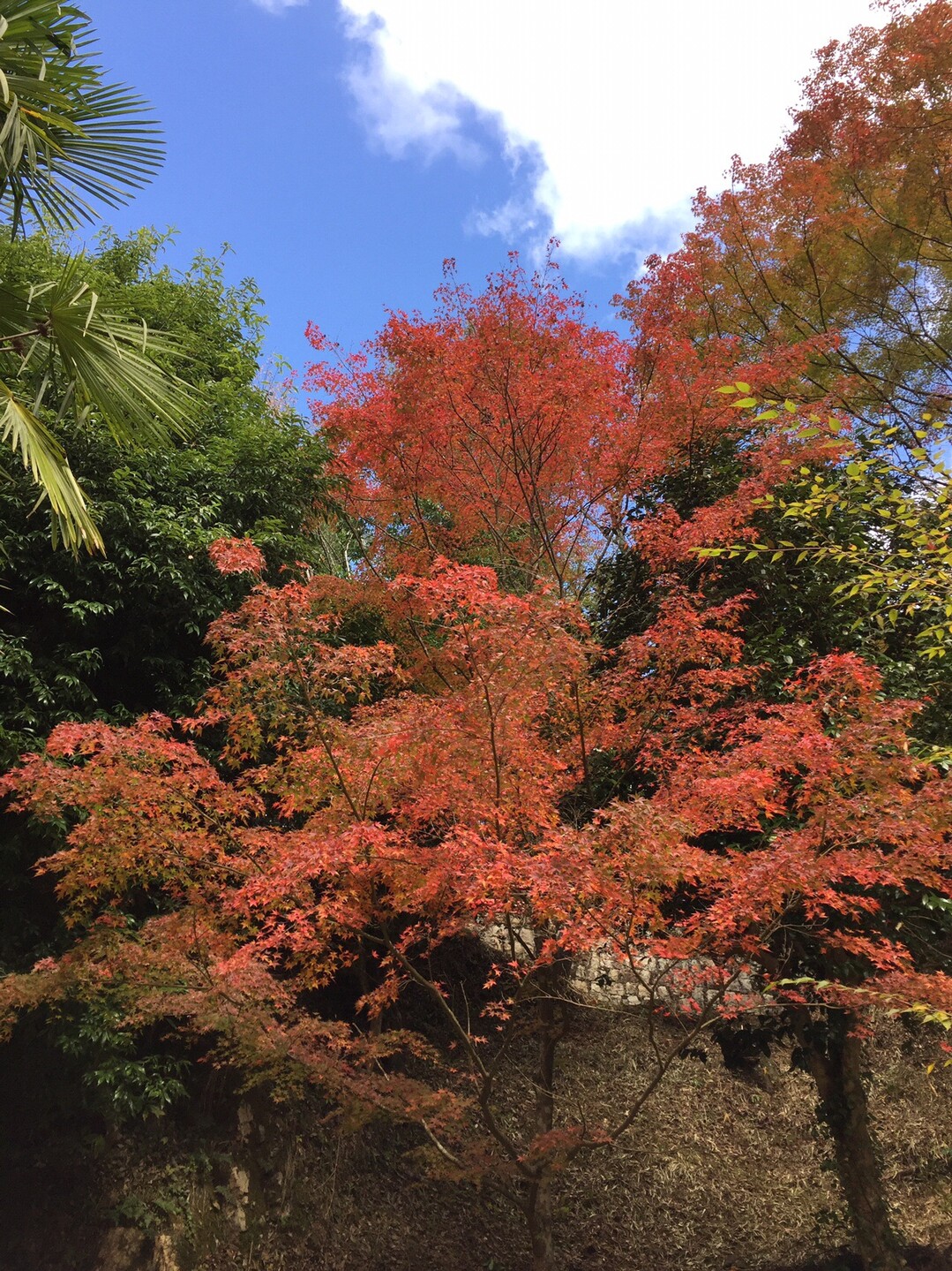 世羅町 今高野山 龍華寺 Flying紅葉attack 19 11 04 Tmgさんの世羅町の活動データ Yamap ヤマップ