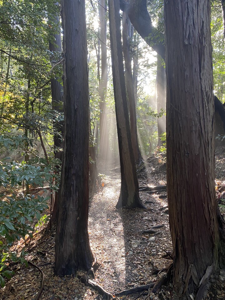 日本平 ウォーキングコースの地図・登山ルート・登山口情報 YAMAP / ヤマップ