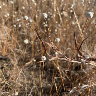 シラタマホシクサ