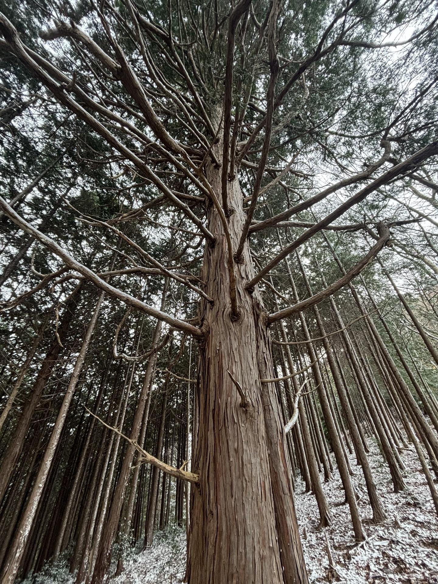 鳥川アルプス 岩塚田山・みよし山・心殊山・文殊山・弘法山・喜桜山・丸山・小柿山 ・空見山・雲見山・潮見山・額... / マリンさんの額堂山