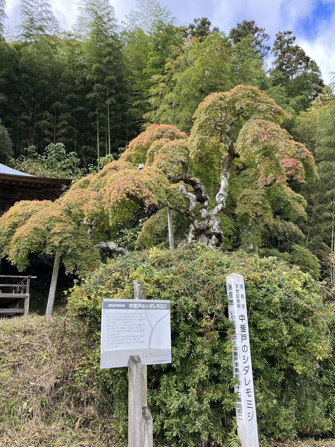 中釜戸のシダレモミジ 11月19日はほの... / 枕 草子さんのモーメント YAMAP / ヤマップ