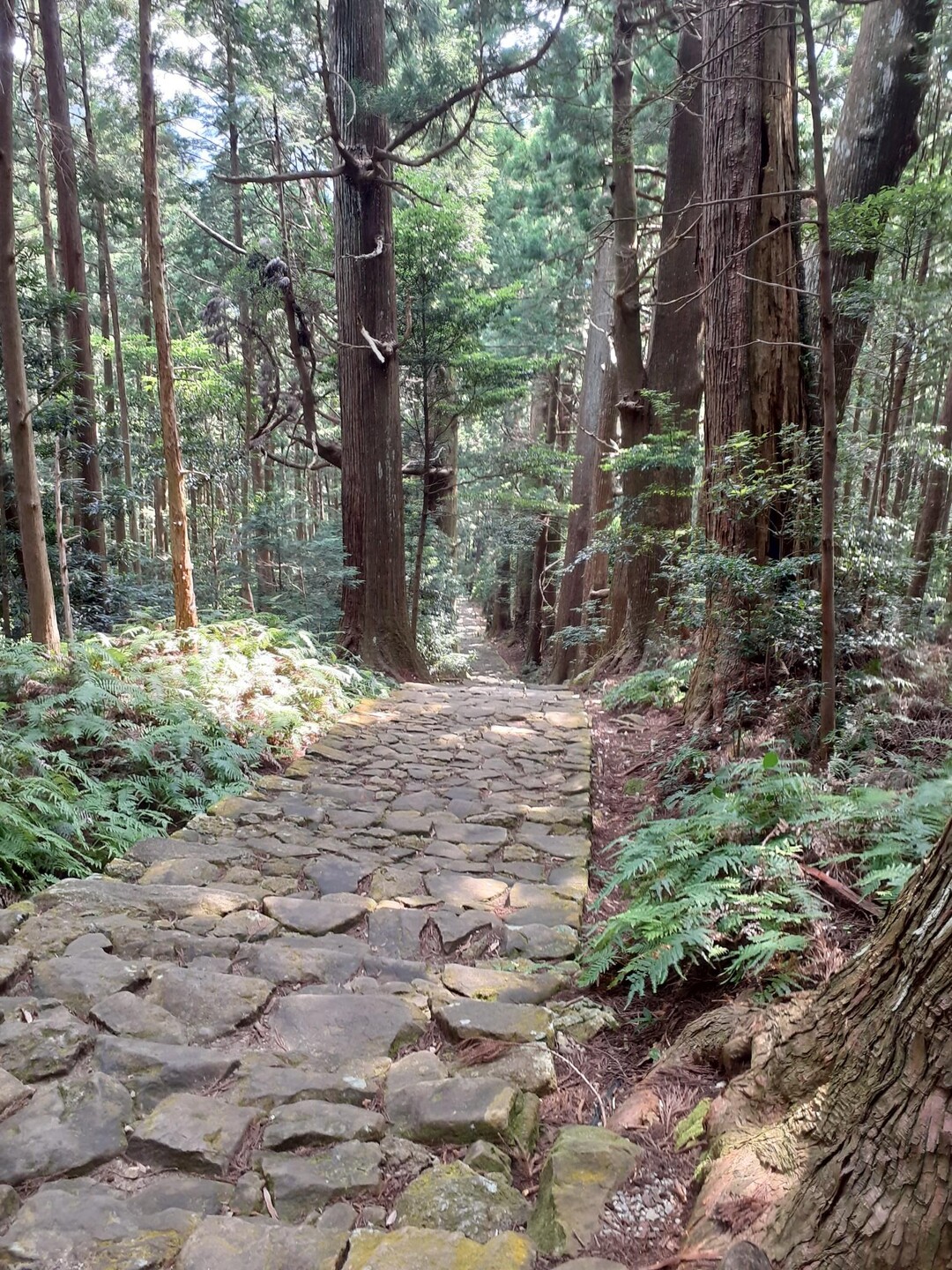 熊野古道 大門坂 那智の滝 / き …
