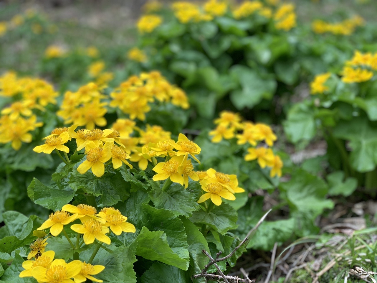 太鼓山 俄虫沢 エゾノリュウキンカ群生地ヘ Aki さんの太鼓山 北海道 の活動データ Yamap ヤマップ