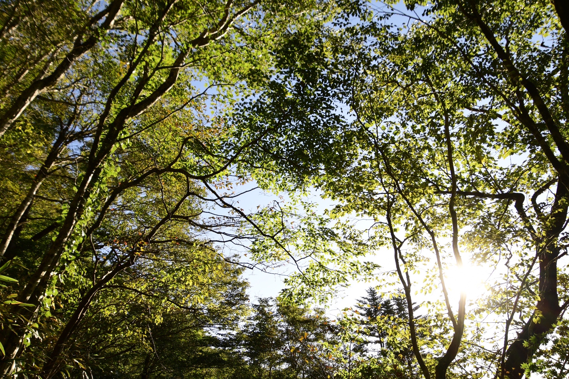 天狗高原セラピーロード Orinさんのウォーキングの活動データ Yamap ヤマップ