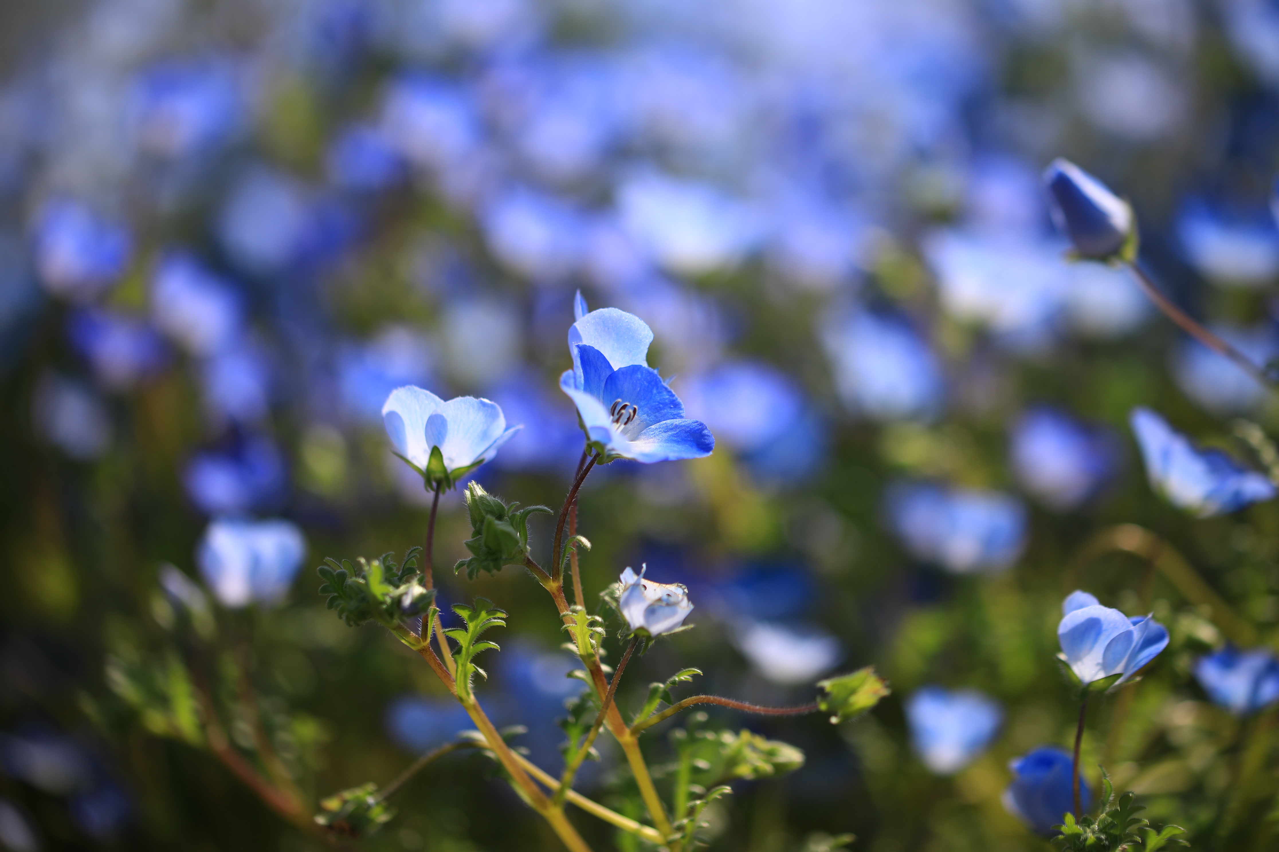 大村市もネモフィラブルー 銀次郎さんの観光の活動データ Yamap ヤマップ