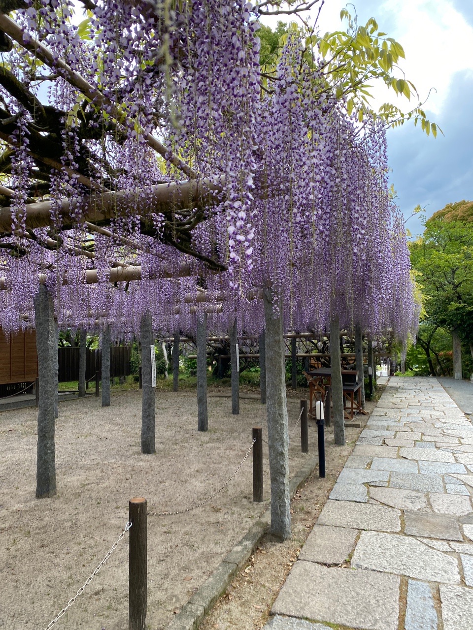 天拝山 奥天拝 筑紫野 武蔵寺の長者の藤とツツジ寺 21 4 16 Dcさんの天拝山 基山の活動データ Yamap ヤマップ