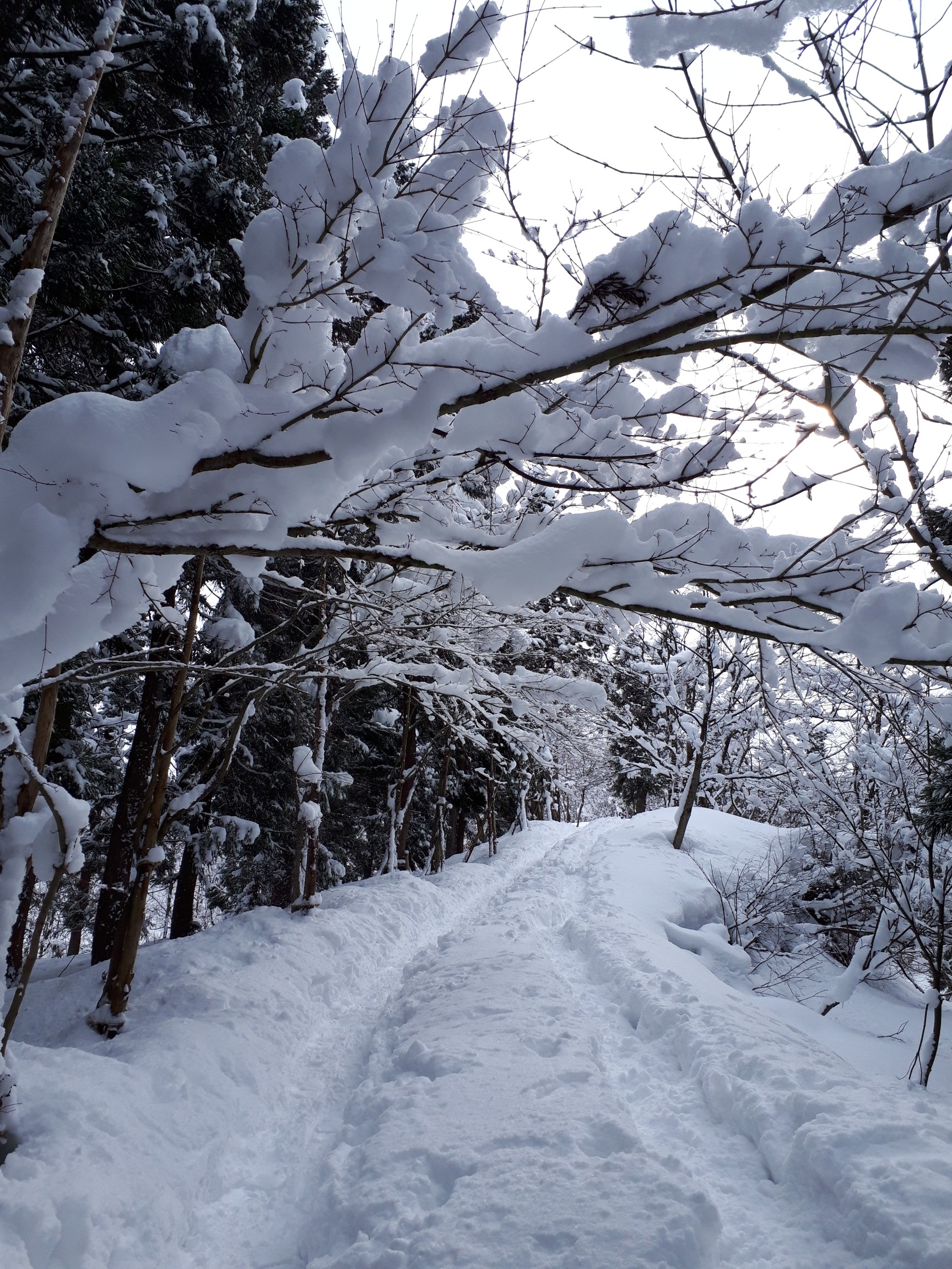 冬の魚沼なら御岳山へ Ayaさんの御岳山 新潟県魚沼市 の活動データ Yamap ヤマップ
