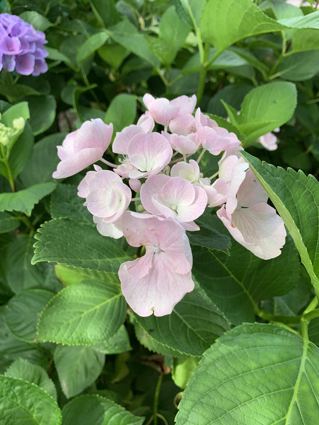 世界のあじさいの殿堂 もりやま芦刈園散策 06 22 無垢姫さんの中山道 武佐宿 守山宿 草津宿 の活動日記 Yamap ヤマップ