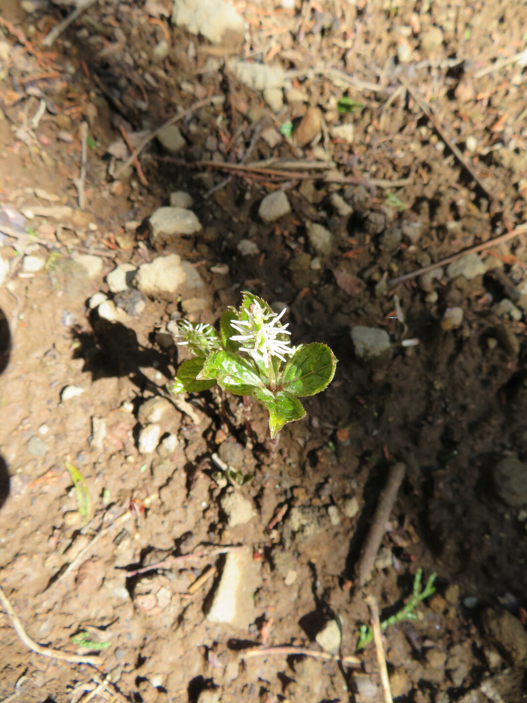 棚山 甲斐百山 兜山 山梨百名山 自主トレ 要害山 兜山 大蔵経寺山の写真10枚目 荒れた廃林道にヒトリシズカが一輪 Yamap ヤマップ