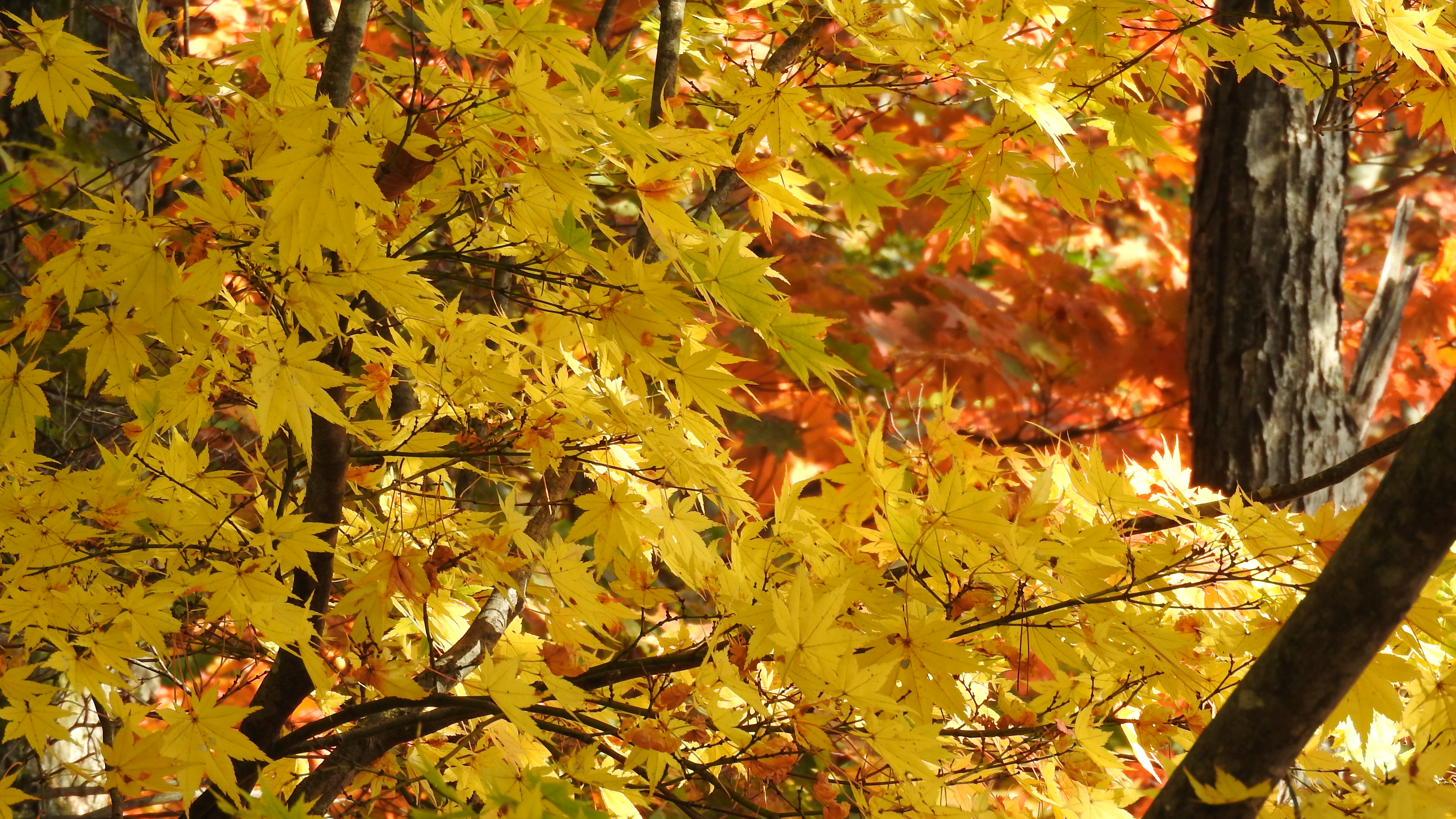 斜平山 秋 Skappaleさんの米沢市の活動日記 Yamap ヤマップ