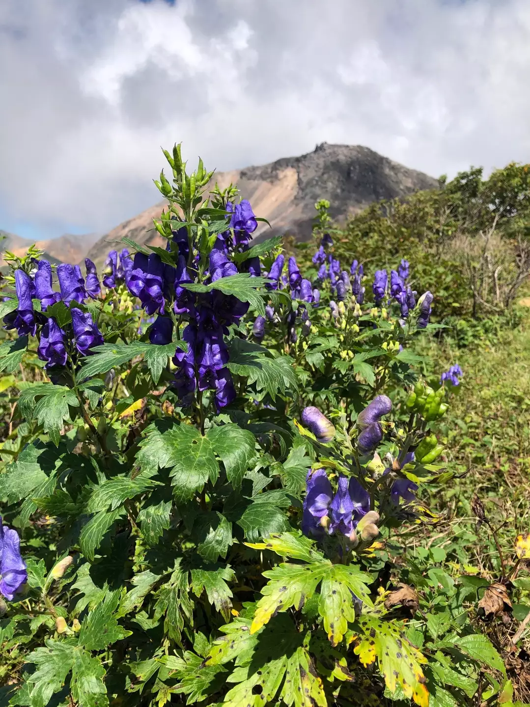 瑠璃色の花を求めて那須連山へ 神様の使いに遭遇 三人息子のママさんの茶臼岳 那須岳 三本槍岳 赤面山の活動データ yamap ヤマップ