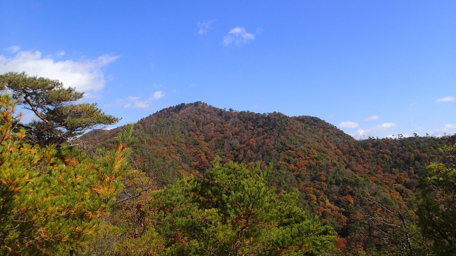 千丈寺山～北千丈寺山 / Mrs.かたつむりさんの登山の活動データ YAMAP / ヤマップ