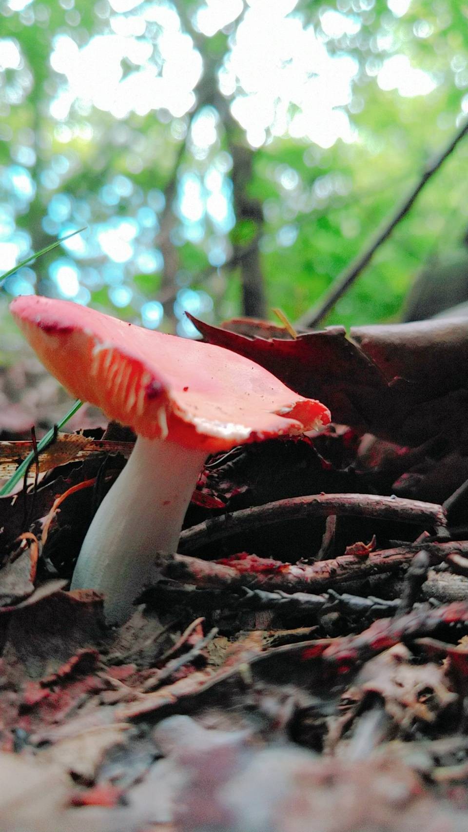 キノコ図鑑追加 ２冊目のキノコの Kazさんのモーメント Yamap ヤマップ