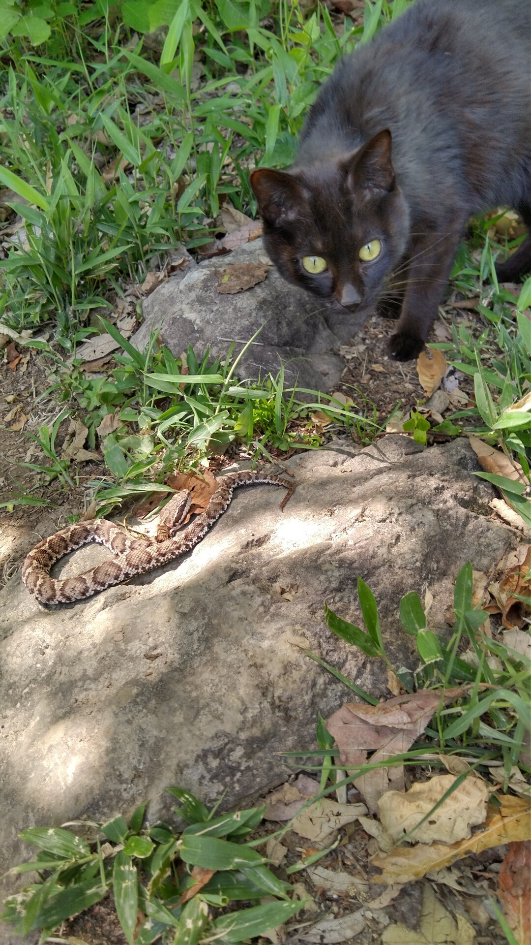 黒猫vsマムシ 飯野山ハイキング 山頂決戦 飯野山 讃岐富士 の写真11枚目 インターバルしてカメラ目線のクロちゃん Yamap ヤマップ