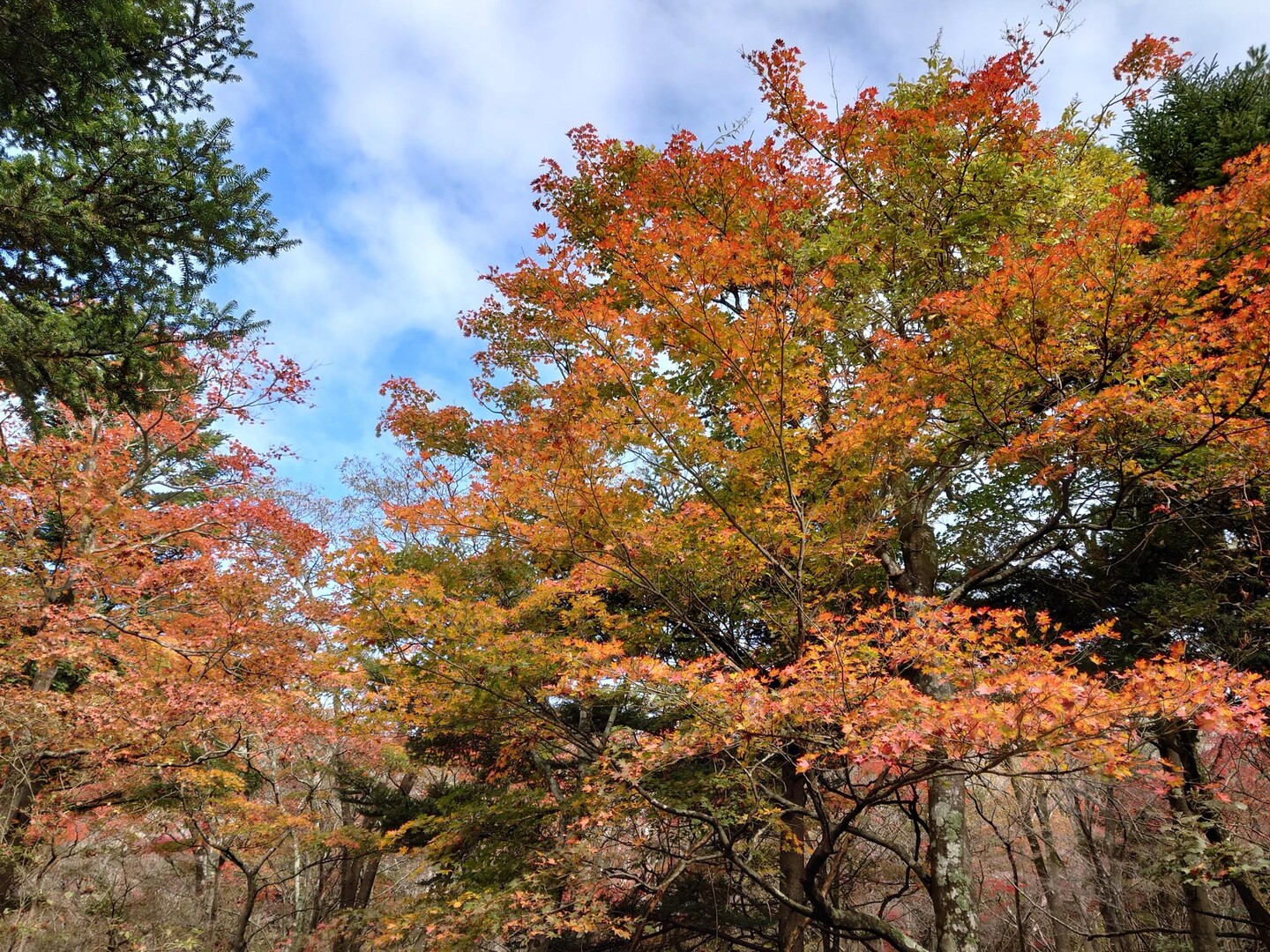 矢岳＆中岳中腹探勝路⛰️ / mozuさんの霧島山・韓国岳・高千穂峰・夷守岳・烏帽子岳の活動データ | YAMAP / ヤマップ