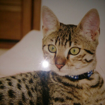 とらねこみーた