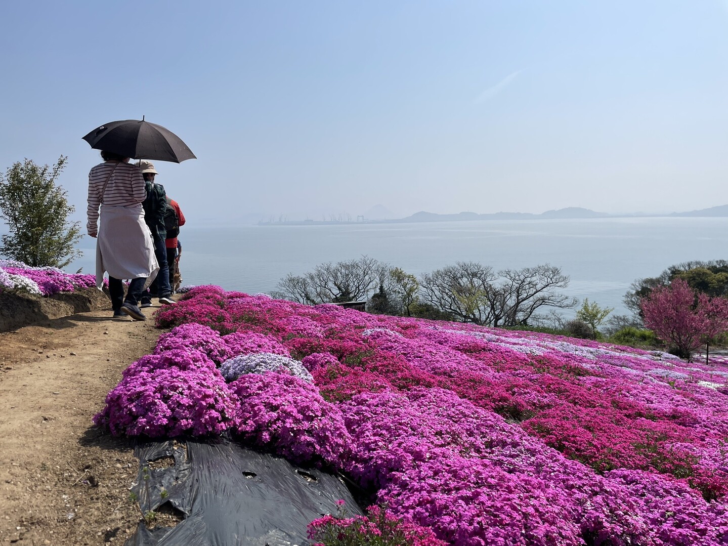 志々島 天空の花畑 編 続いて花畑 Mk2さんのモーメント Yamap ヤマップ