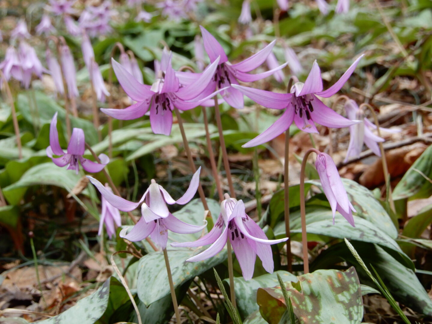 カタクリに会いに花の百名山 栃木県の三毳山 みかもやま へ クメさんの三毳山 みかも山 の活動データ Yamap ヤマップ