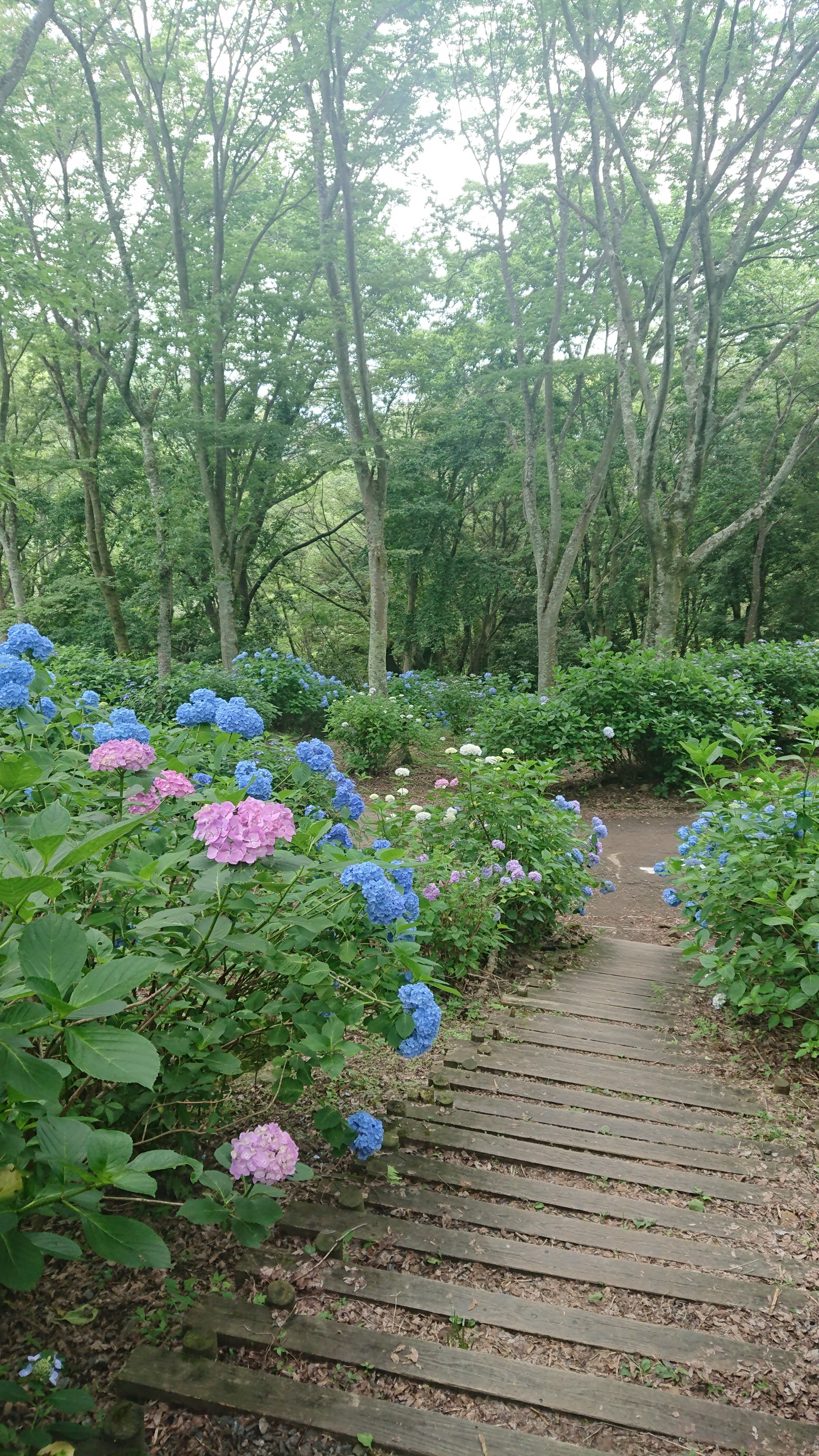 生駒山と紫陽花園 やまのくりさんさんの生駒山 神津嶽 大原山の活動データ Yamap ヤマップ