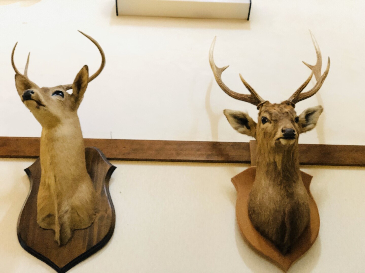 西と東の天狗岳 Hicoさんの八ヶ岳 赤岳 硫黄岳 天狗岳 の活動日記 Yamap ヤマップ