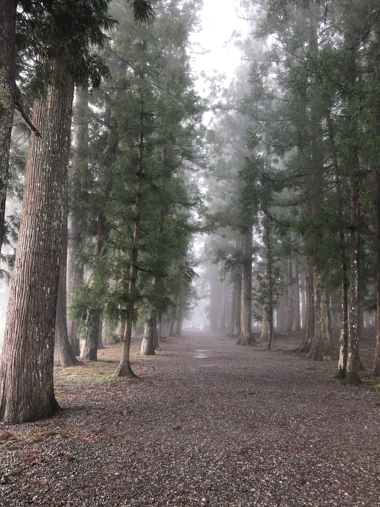 熊野古道 近露 本宮大社 雨ってやだねの巻 Telecaster74さんの熊野古道 中辺路 滝尻王子 継桜王子 熊野本宮大社 の活動データ Yamap ヤマップ