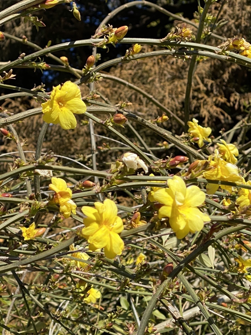 大船フラワーセンター 鎌倉 横浜48 ぽこぽこさんの鎌倉市の活動日記 Yamap ヤマップ
