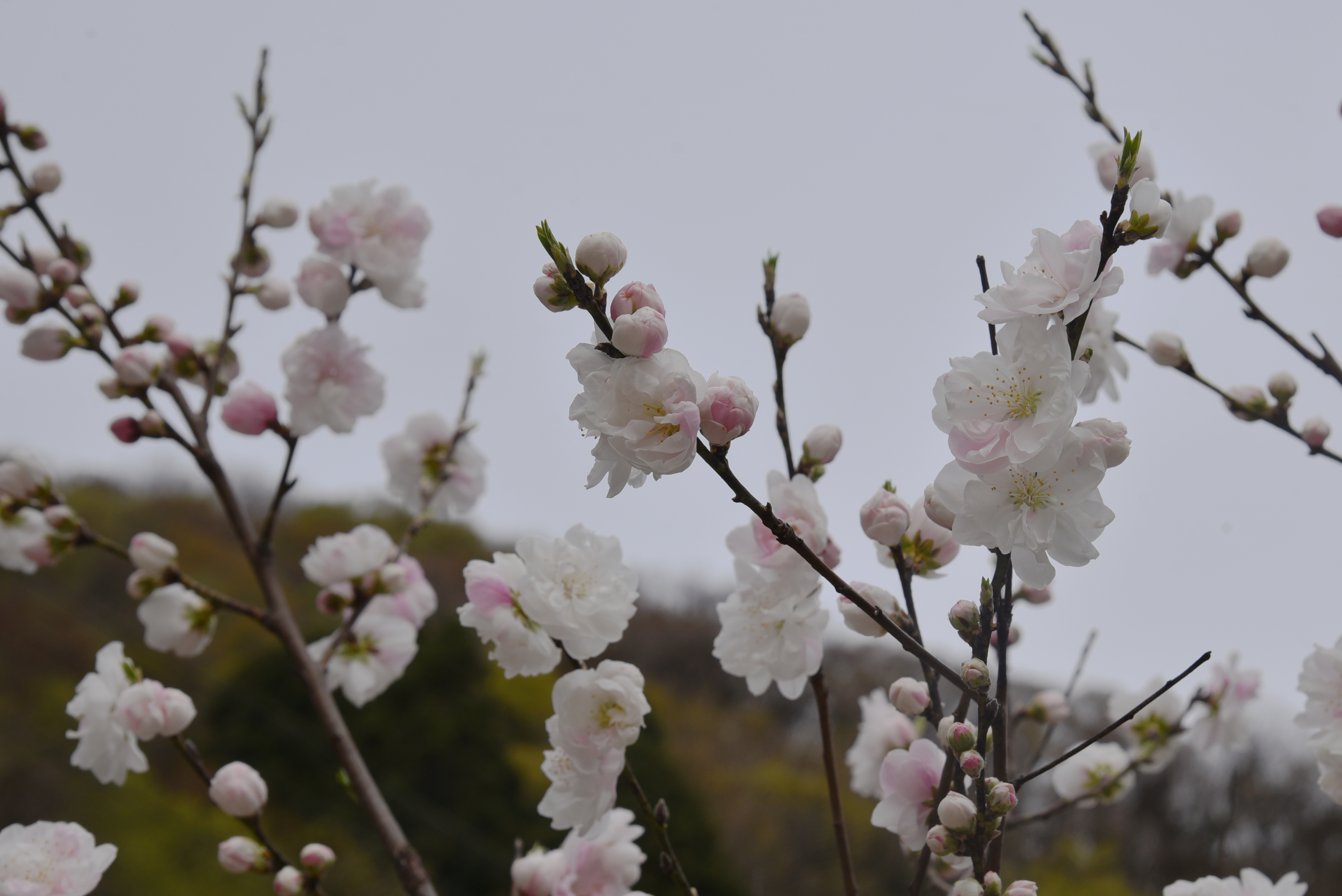 花散策 バンビライン 雨降り前にサクッとのつもりが 山道はカタクリまつりで大渋滞 Toshi0113さんの小鹿山 福井県 の活動日記 Yamap ヤマップ