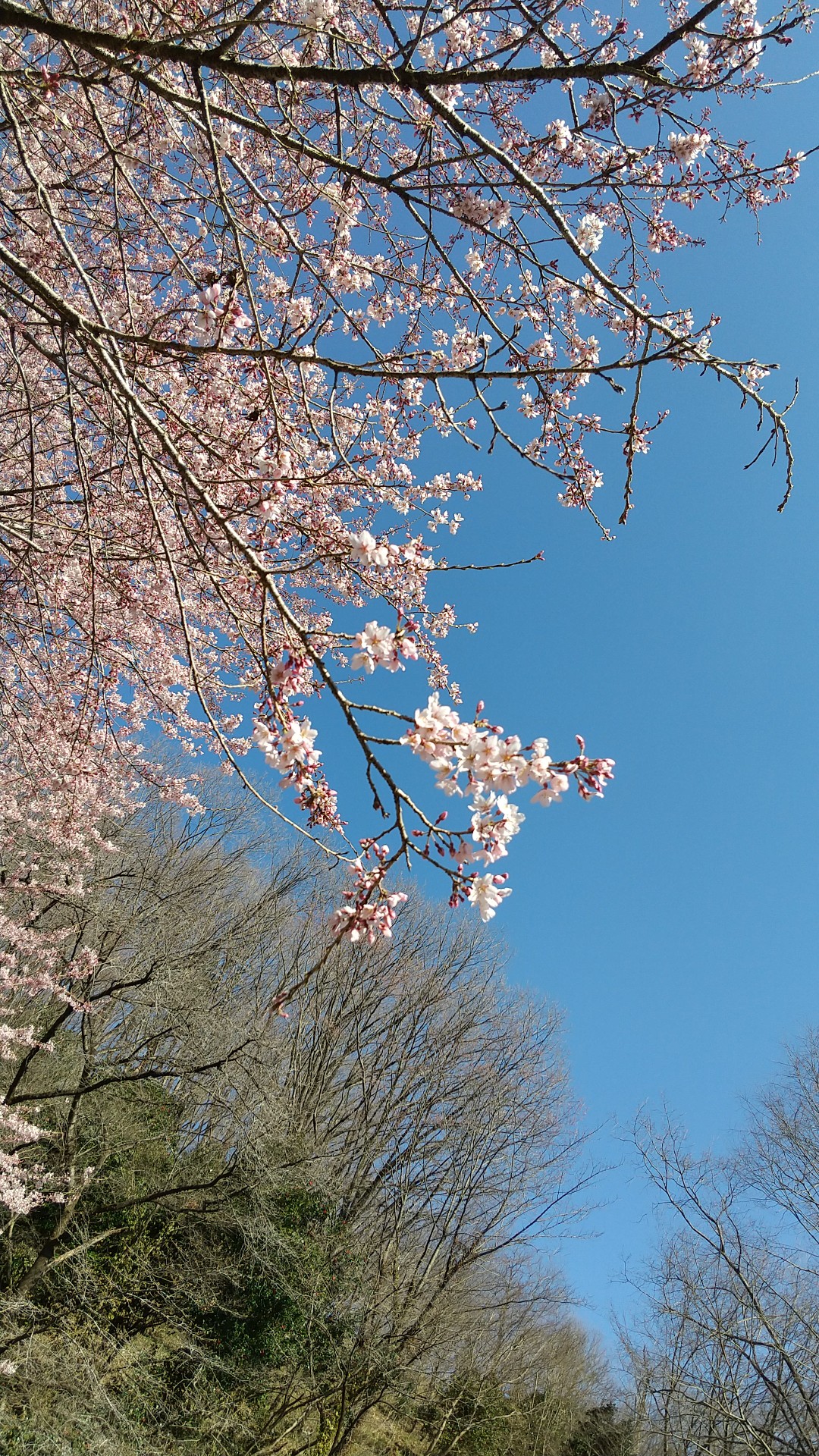 山桜の長学寺と崇台山ハイキング いっけんさんさんの高崎市の活動データ Yamap ヤマップ