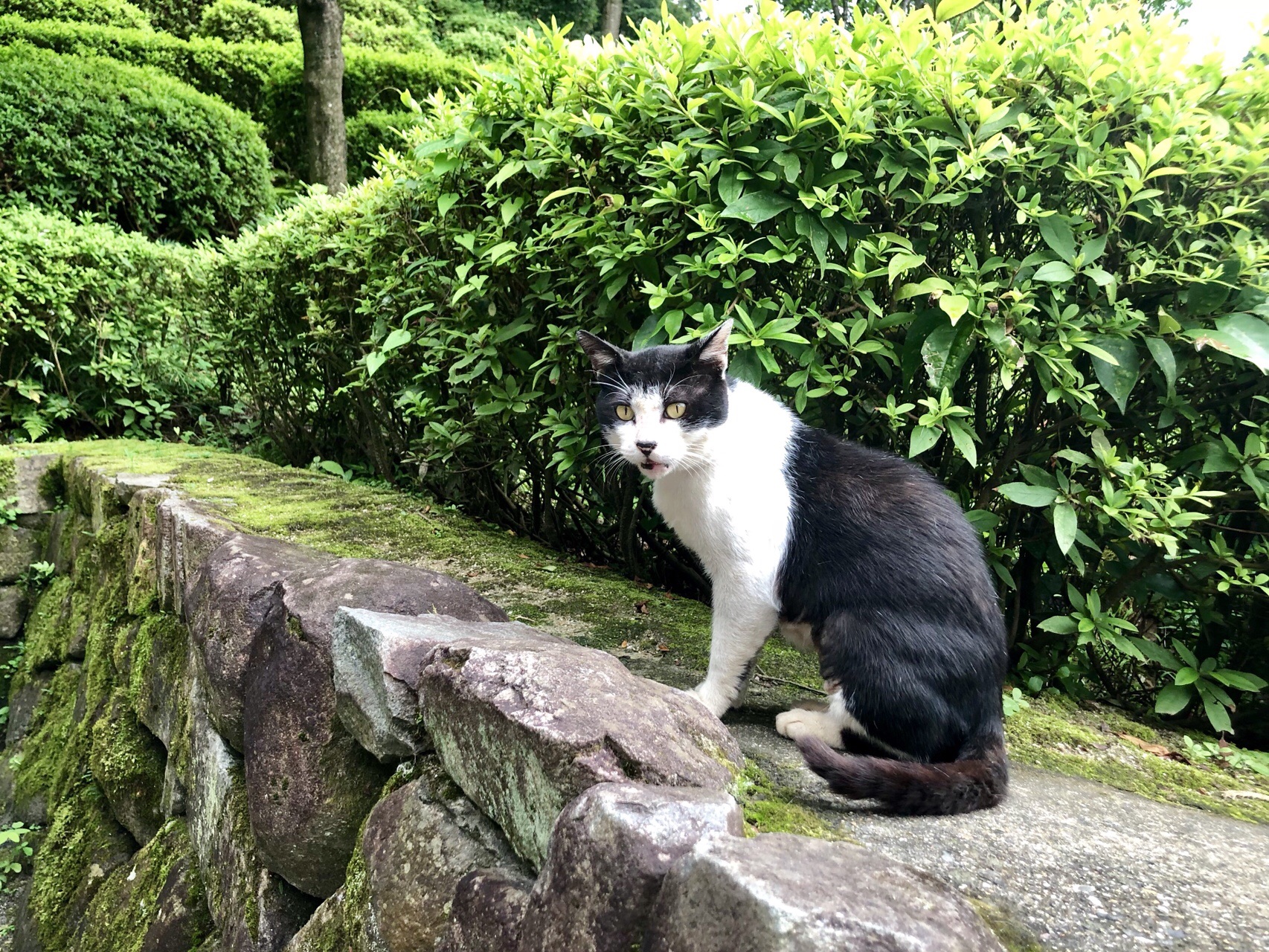 京都一周トレイル 東山コース 伏見 深草ルート 大岩山 稲荷山 ぷちまに エンドレス社畜 さんの京都一周トレイルの活動日記 Yamap ヤマップ