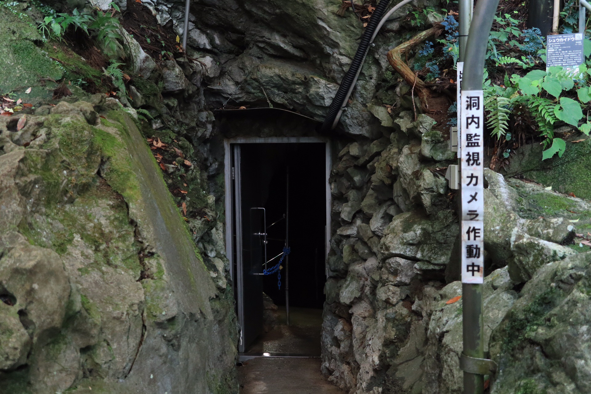 龍が如く 龍河洞冒険コース ソーヤさんの香美市の活動データ Yamap ヤマップ