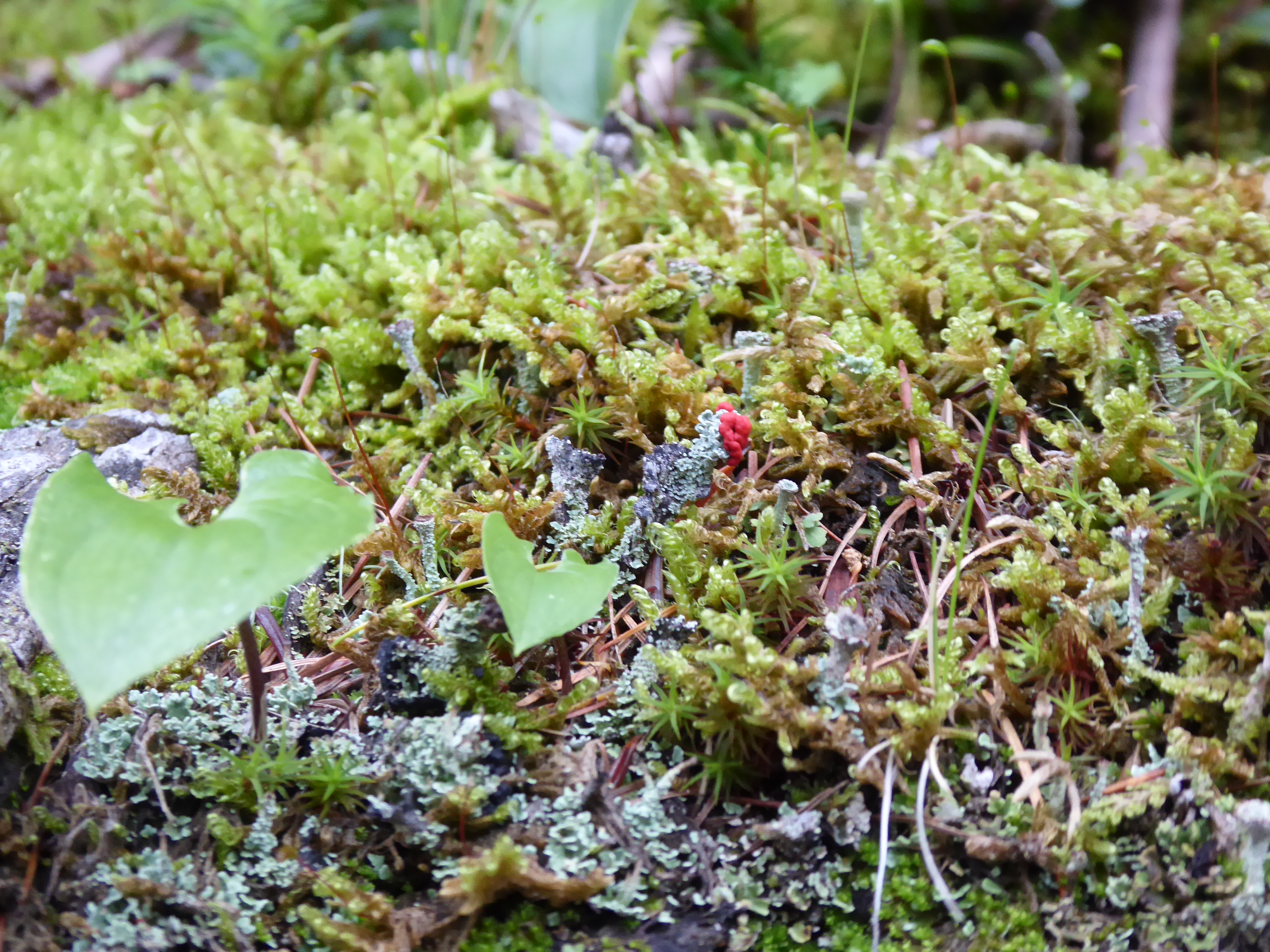 富士山五合目 御中道 みどりさんの富士山登山ルート3776 4日目コースの活動日記 Yamap ヤマップ