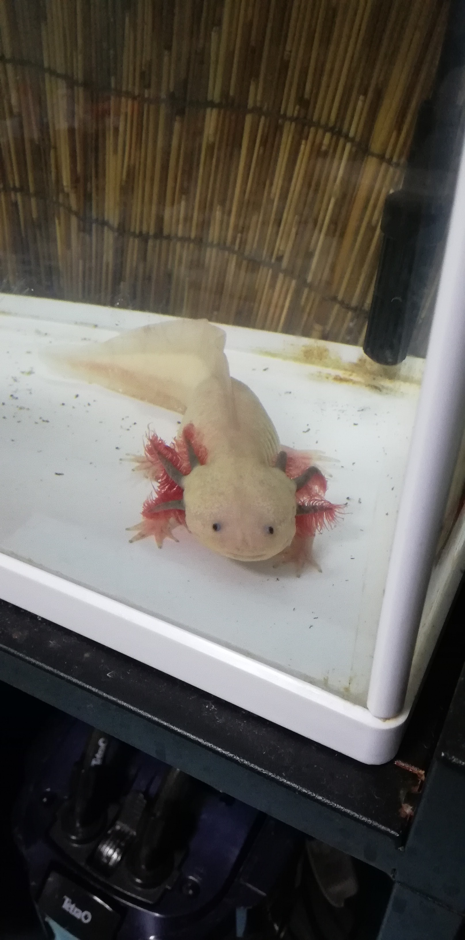 7 23 自宅にて まさやんさんのウォーキングの活動日記 Yamap ヤマップ