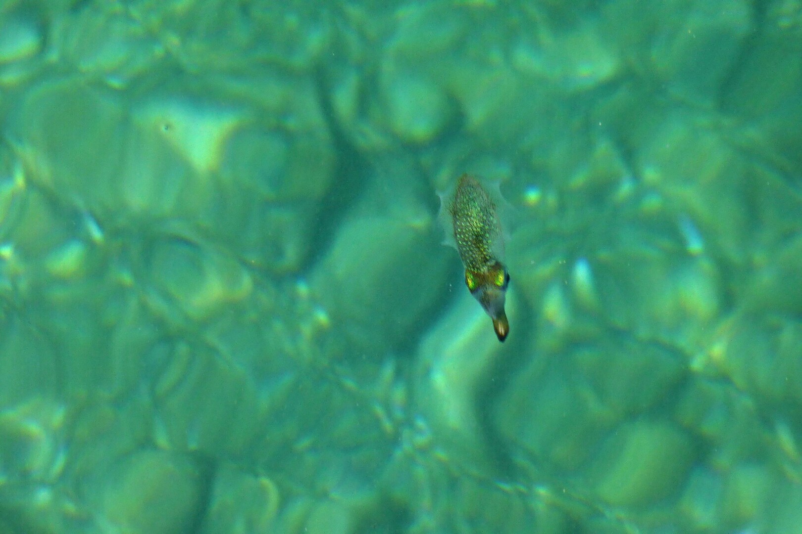 夏らしくない 殿隠山 遠見山 秋葉山の写真38枚目 イカの稚魚 海の生態系 生物環境や植物の Yamap ヤマップ