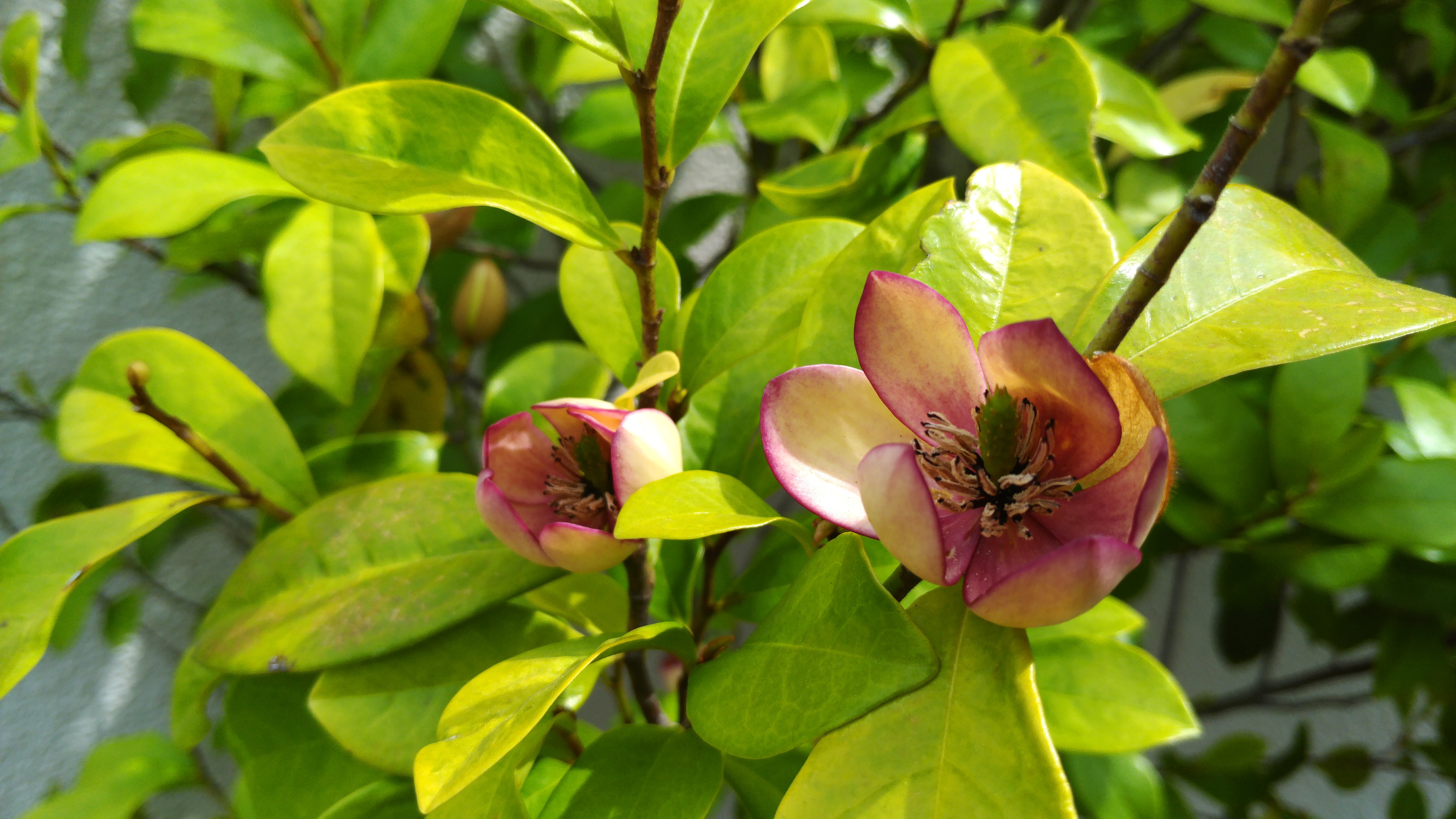 鬼門封じに植えてる門前の 唐種招霊 カ Laofang 老芳 さんのモーメント Yamap ヤマップ