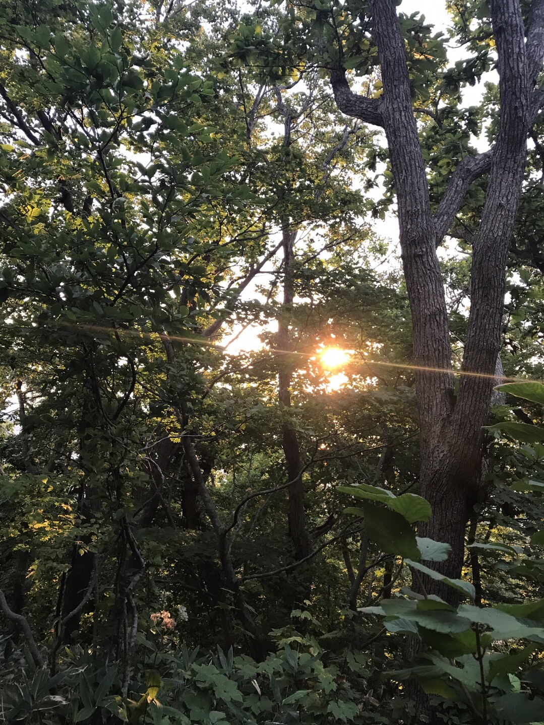 夜明けの珈琲を 函館山で 函館市の写真3枚目 きらりーん Yamap ヤマップ