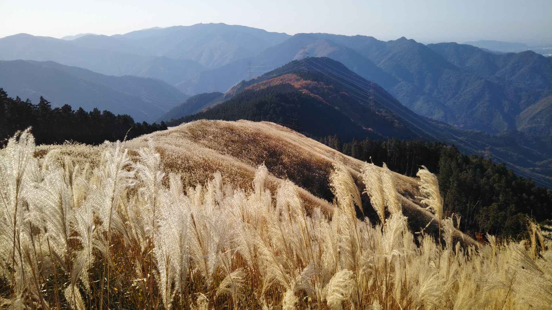 ススキ の岩湧山 ブタキチノハナさんの岩湧山 一徳防山 三石山の活動データ Yamap ヤマップ