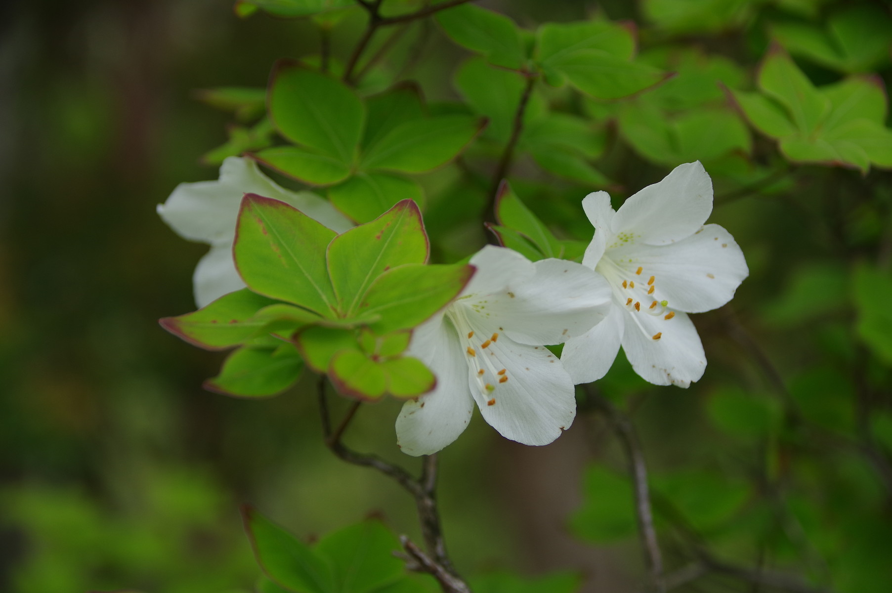西丹沢のシロヤシオ 今年は Taka D5さんの丹沢山の活動データ Yamap ヤマップ