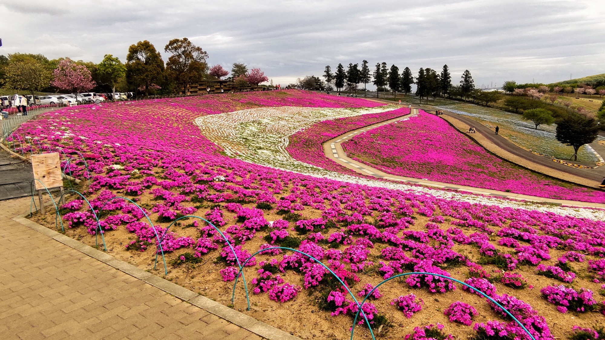太田市北部運動公園 八王子山公園 の芝桜 21 04 13 Aozoraさんのウォーキングの活動日記 Yamap ヤマップ
