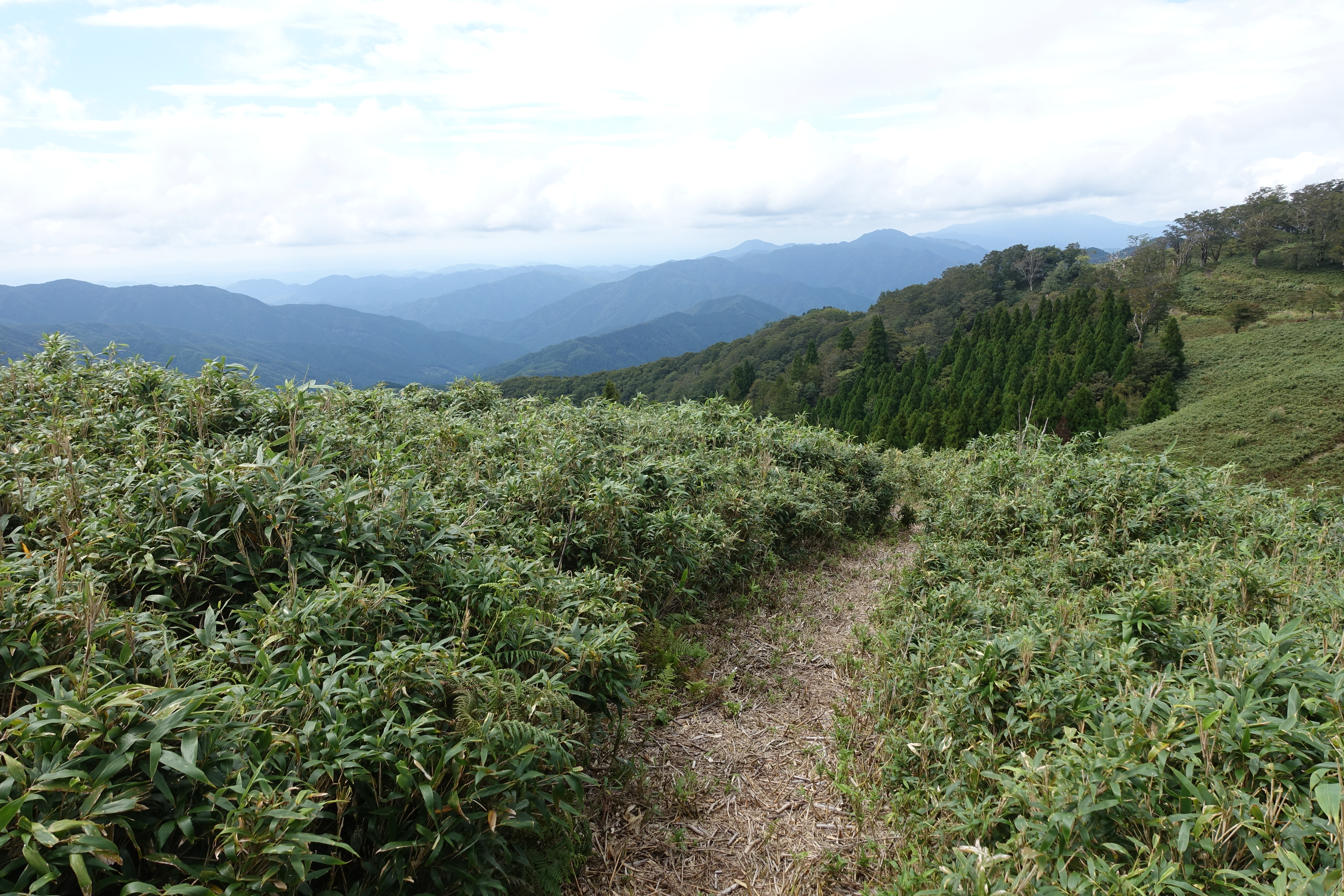 沖ノ山（おきのせん） / グリーンランドさんの沖ノ山・若杉原生林（若杉天然林）の活動データ YAMAP / ヤマップ