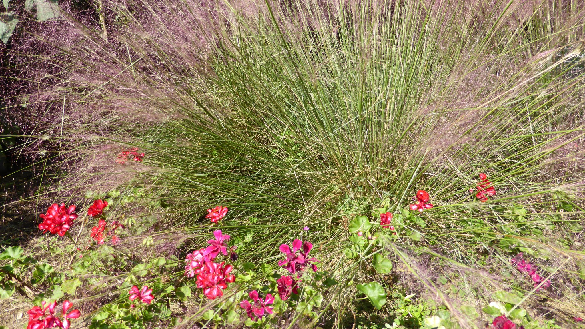 国営武蔵丘陵森林公園へお散歩 れおまるさんの熊谷市の活動日記 Yamap ヤマップ