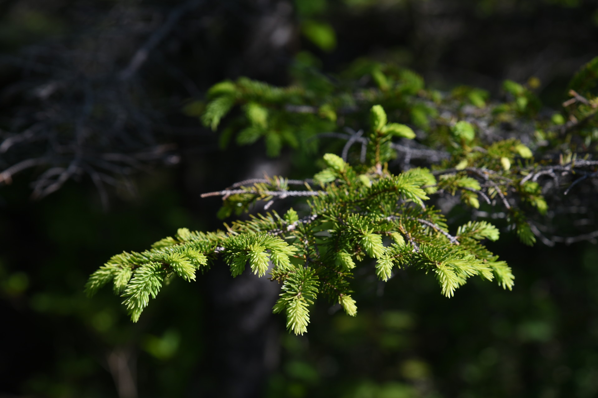 大川入山・横岳 新芽がきれいでした。