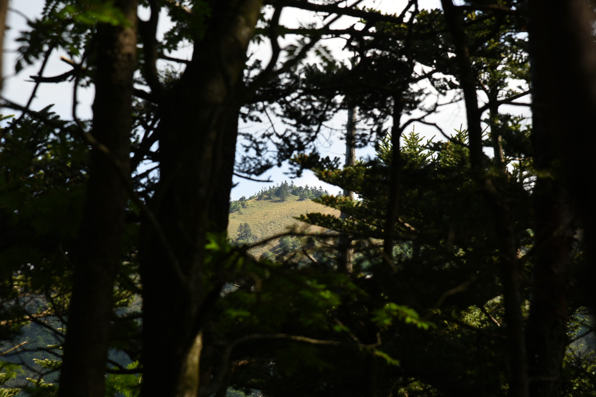 大川入山・横岳 木立の間に大川入山の山頂を見る