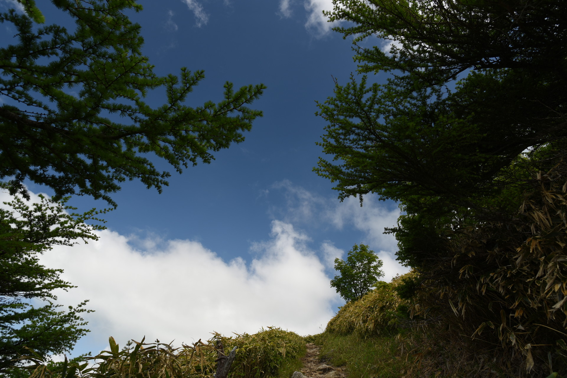 大川入山・横岳 森林限界の出口