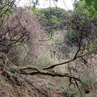自生キウイの木です。