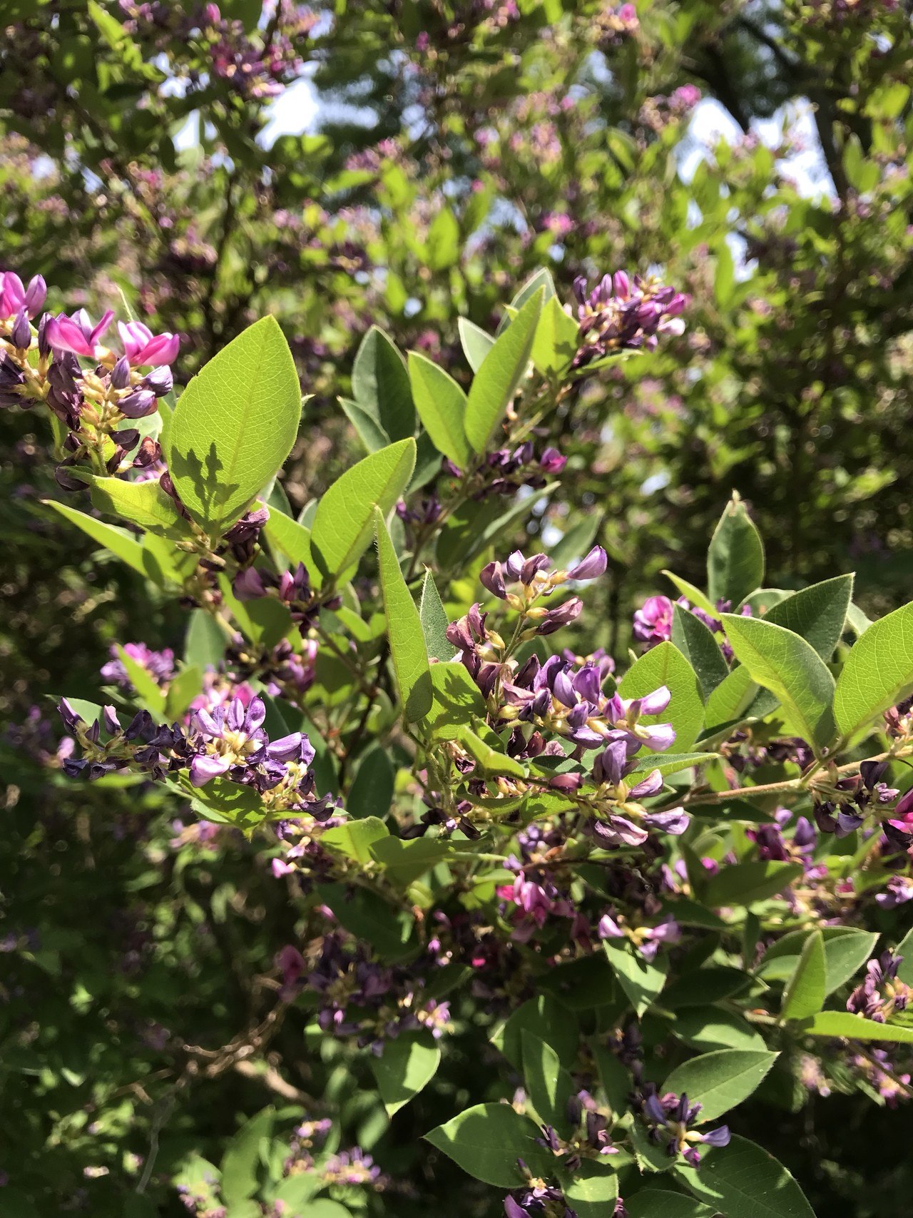 オオバギボウシ咲く昭和記念公園 ずおずおむさんの北多摩の活動日記 Yamap ヤマップ