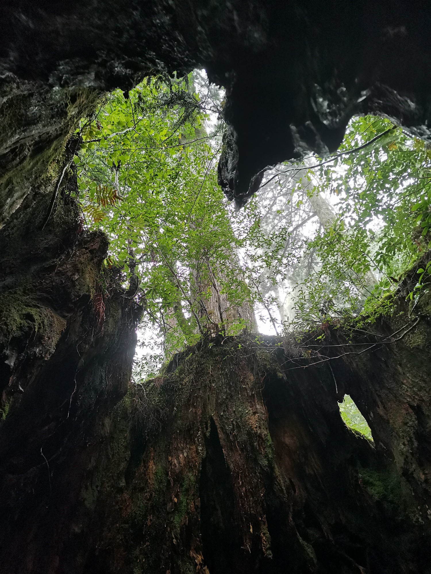 縄文杉に会いに行く 屋久島日和 09 23 伊織さんの屋久島 宮之浦岳の活動日記 Yamap ヤマップ
